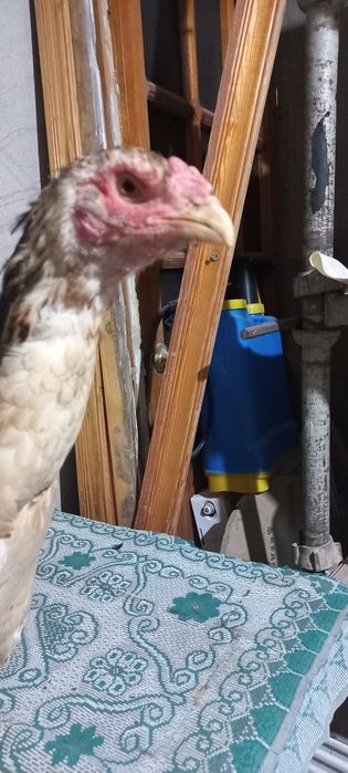 Дакан курочки кореянки,