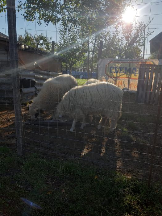 vand miei 18 lei/kg comuna Suseni