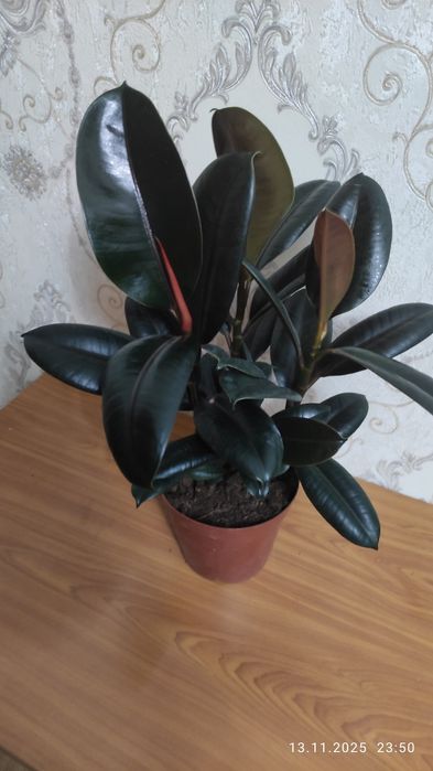 Комнатные растения Алматы