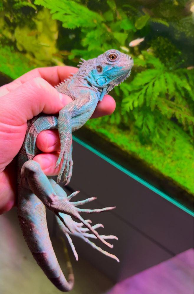 Iguana albastră Grand Cayman