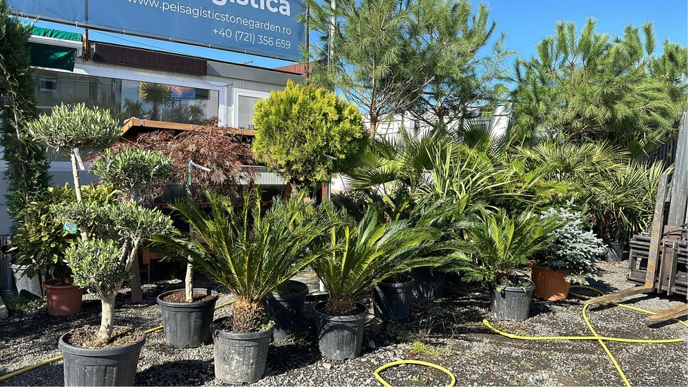 Tuia zmarad Lilandi artari japonez bosai pom poni brazi argiti spirale