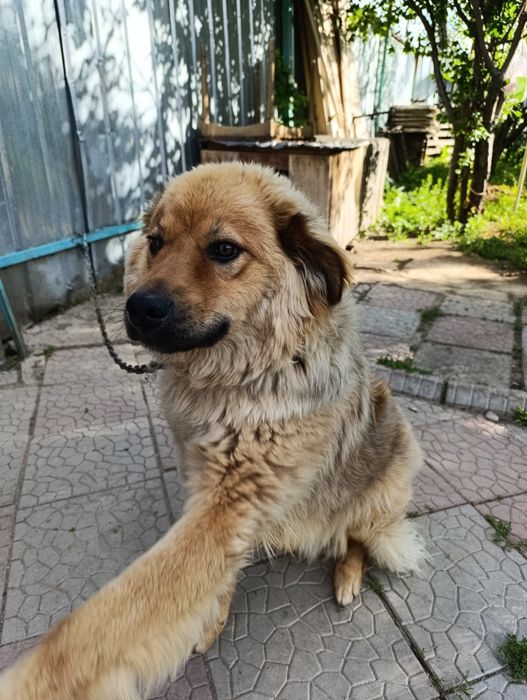 Собаку отдам в хорошие руки