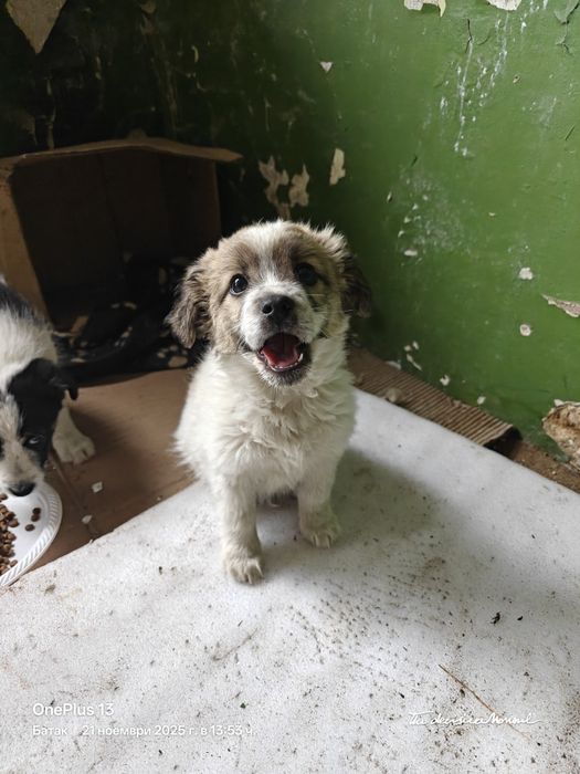 Кученце - Подарява се