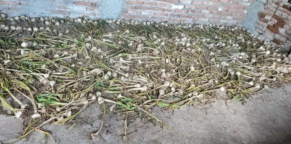 Есенен Български чесън