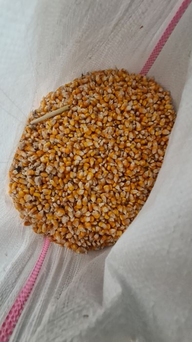 Porumb recoltă 2025