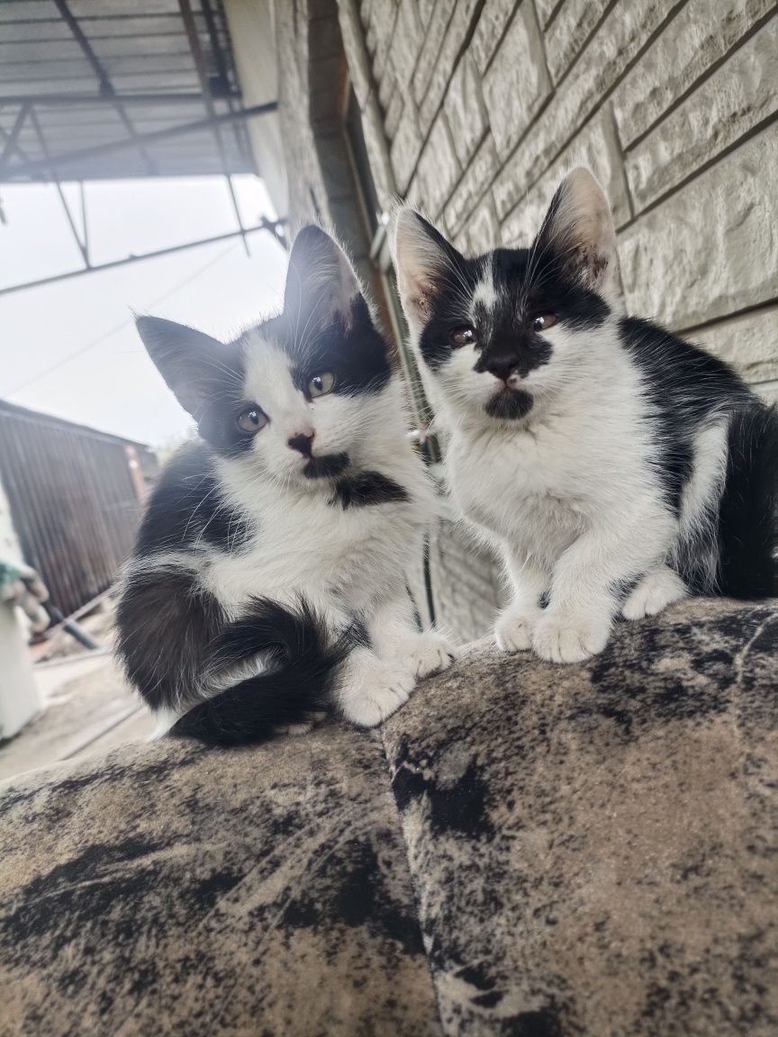 Котят отдам даром