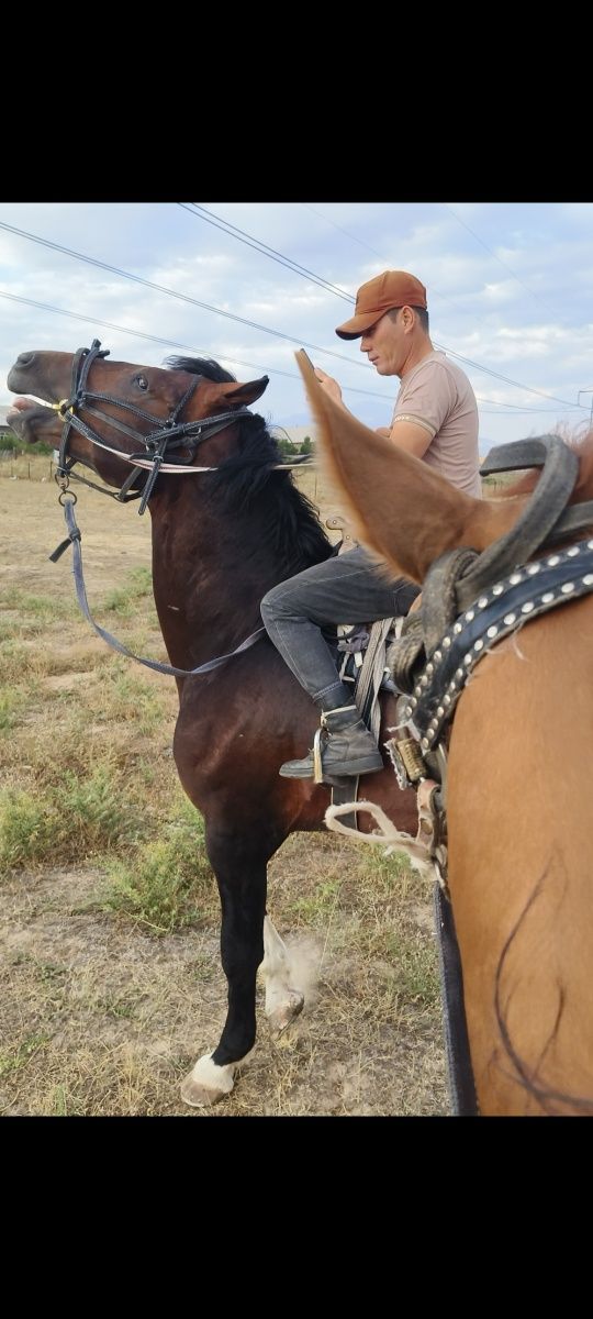 Polsha Ot sotuvda