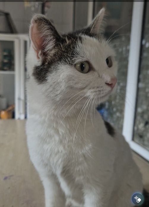 Снежинка срочно ищет дом!