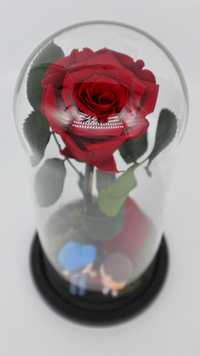 Trandafir Criogenat