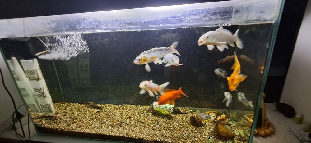 Аквариум сатылады