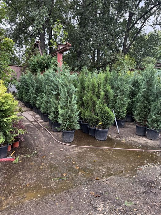 Leylandii pin meatecan tei platan