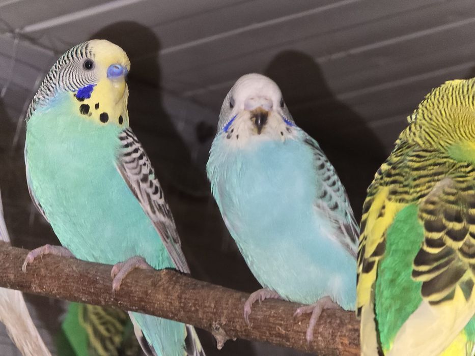 Papagali de crescătorie