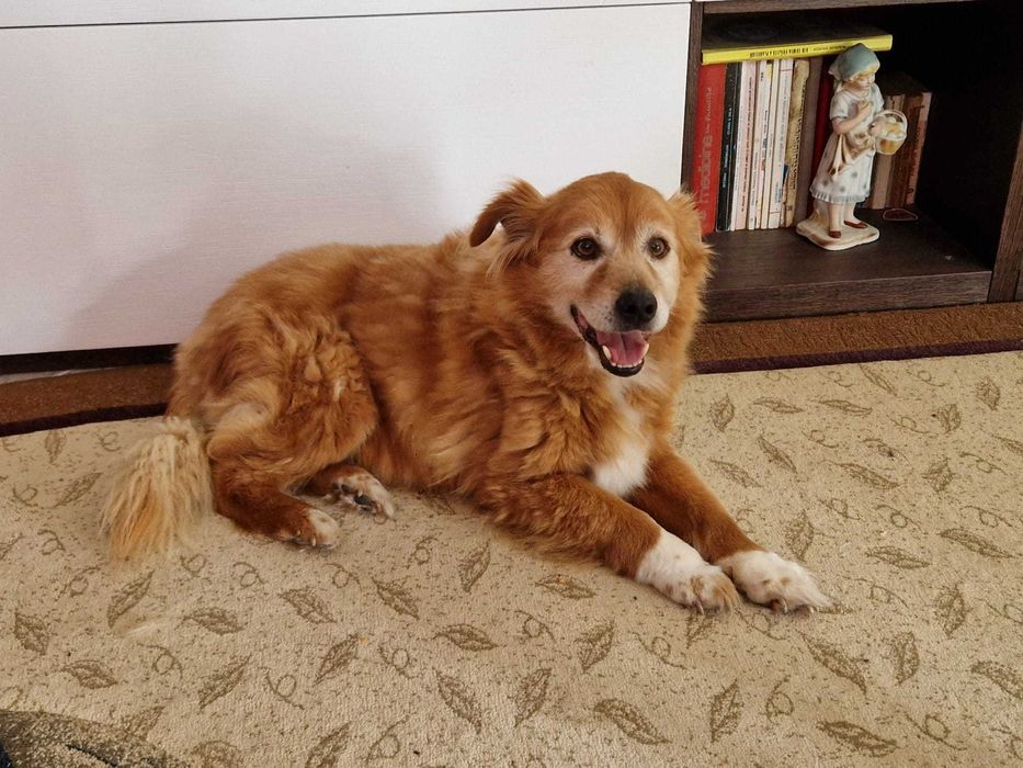 Câine spre adopție