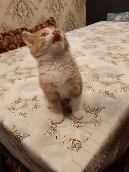 Chiroyli, mehribon va o‘ynoqi mushukcha Niko yangi uyini kutmoqda!
Uy