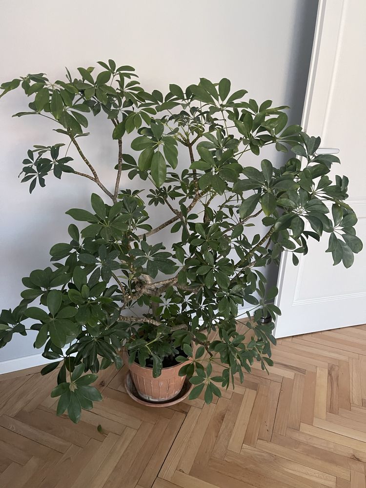 Vand Schefflera arboricola