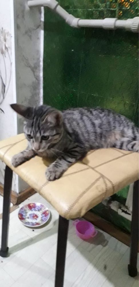 Отдам домашнего котенка