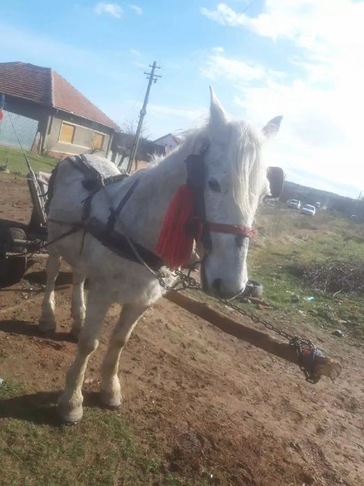 Vând sau schimb  harmasae de 15 ani