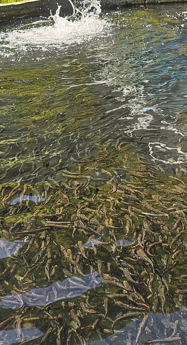 Vand puiet păstrăv fântânel