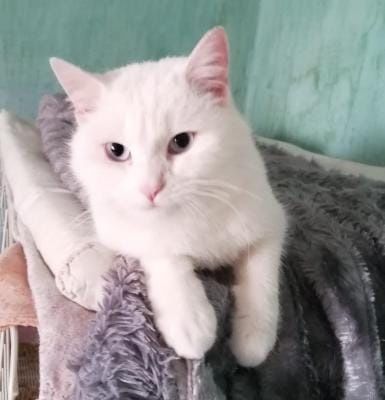 Котик ищет дом!   !