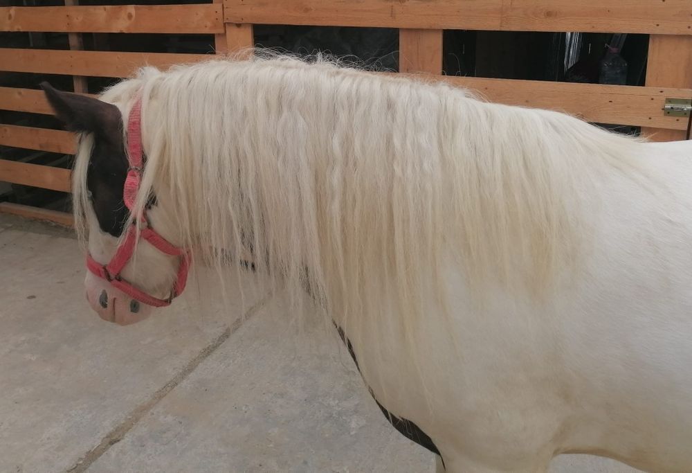 Vând Gypsy Vanner/Irish Cob