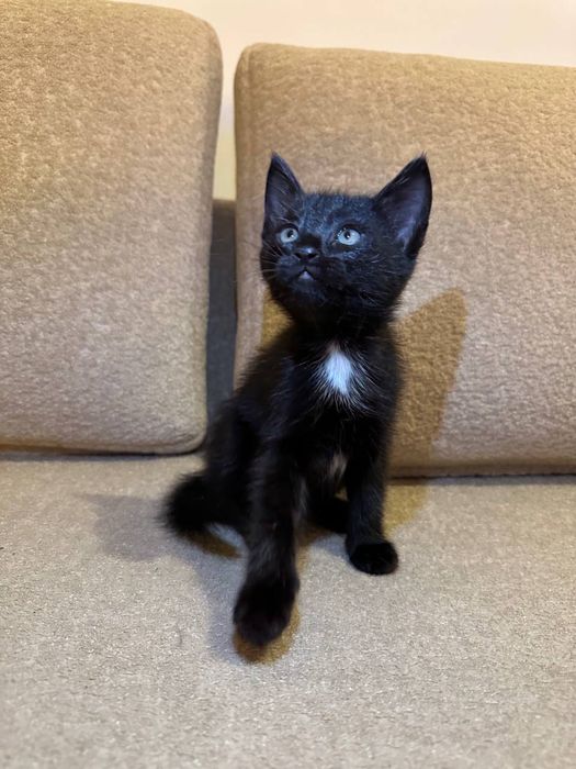 Котёнок 1,5 месяца