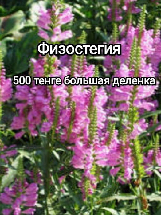 Многолетние садовые цветы