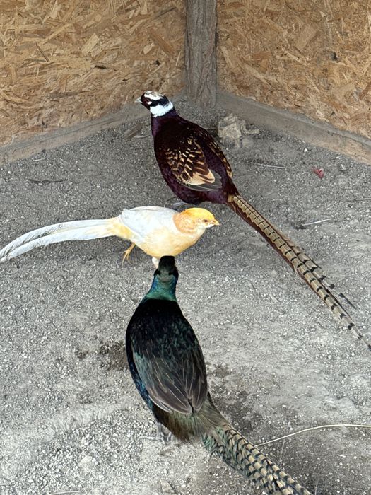 Fazani comuni si tenebros