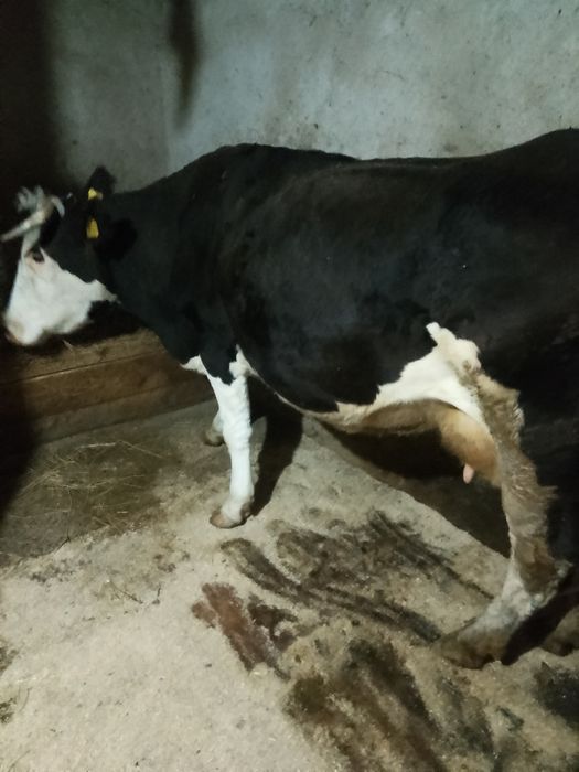 Vând vacă gestantă în 3 luni