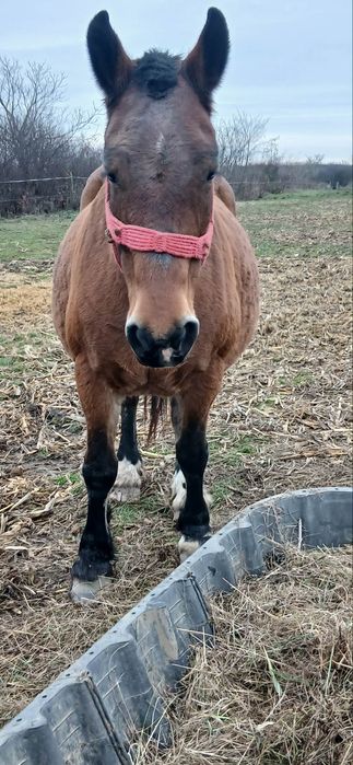 Iapă de vânzare mai multe detalii la telefon