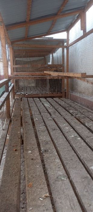 Товук катак сотилади срочний сураганга нархи келишилади.