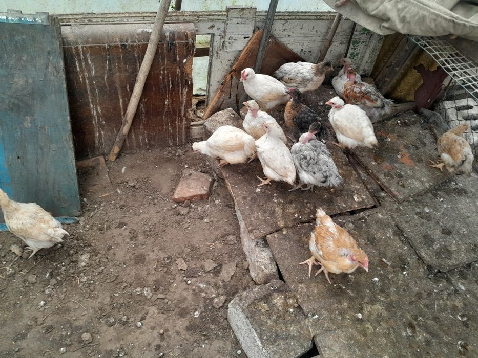 Pui de casă de vânzare.