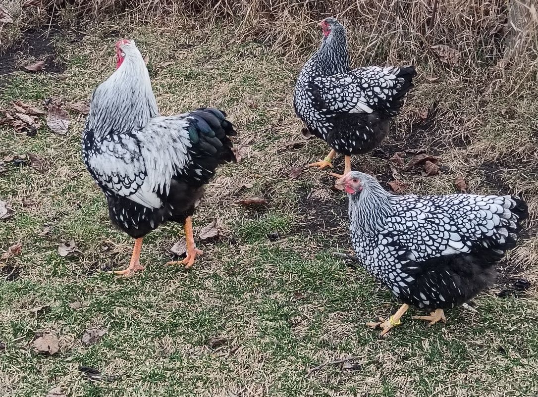 Oua găini wyandotte argintiu