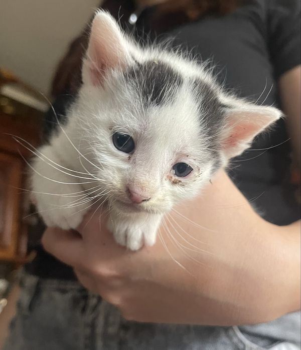 Pisici spre adoptie