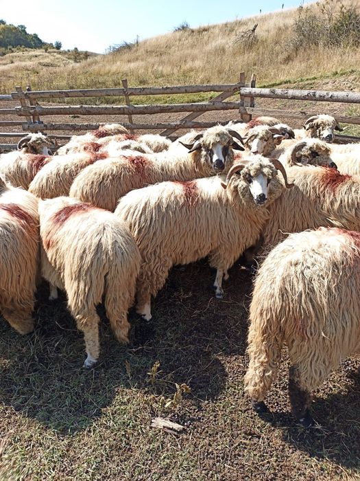 Oi țurcane ,tinere, frumoase