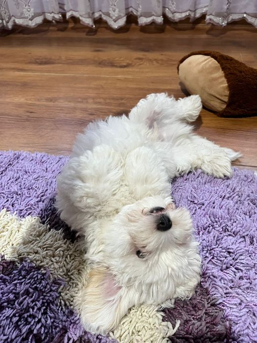 Bichon Maltez! Cautam o famile!