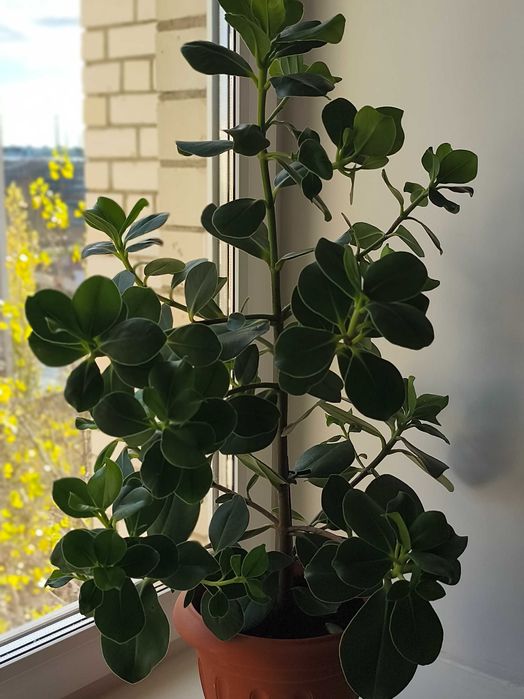 Красивое комнатное растение клузия