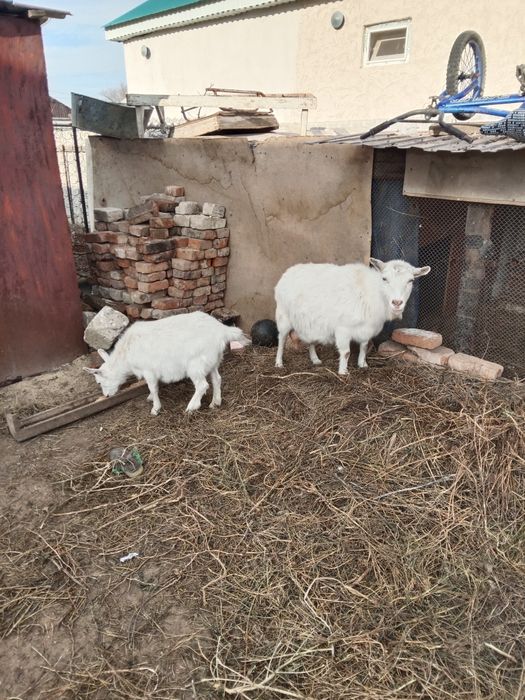 Занен сутти ешки сатылады багасы 120000