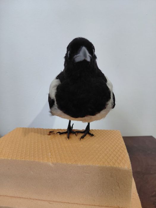 Coțofană impaiata, taxidermie