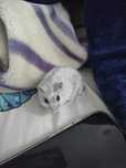 Vând hamster pitic Rusesc
