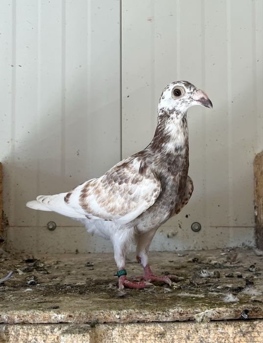 Porumbei voiajori de ornament 2025