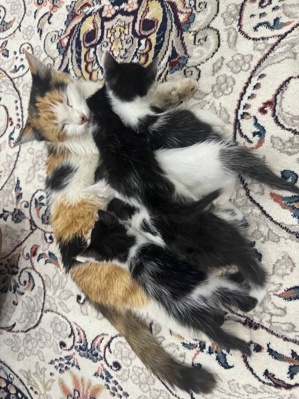 Кошка 4 штуки проста отдам