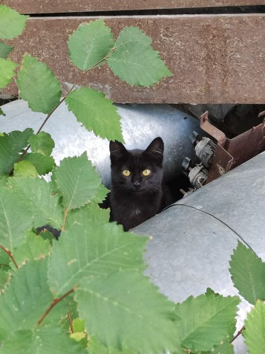 Отдам кота в хорошие руки