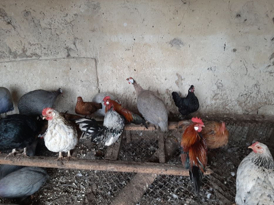 Млади Неми патици, кокошки и петлета джинки