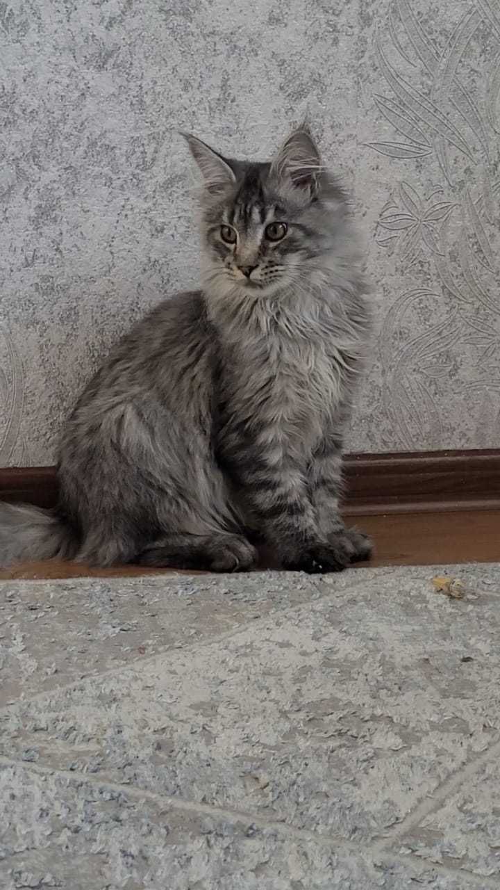Мейн Кун 8 месяцев, Котенок