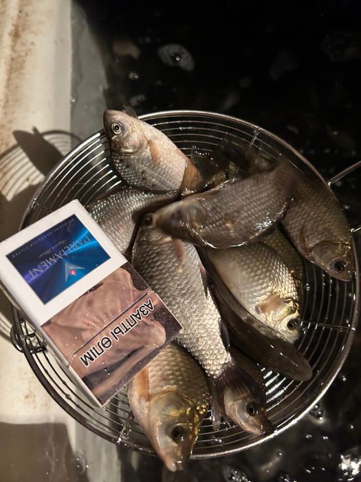 Живец карась малек