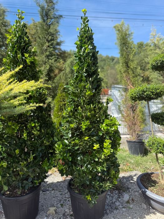 Plante ornamentale leylandii spirale maslin palmier orice specie