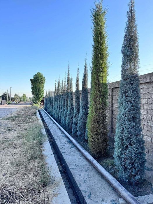 аризонский кипарис италия