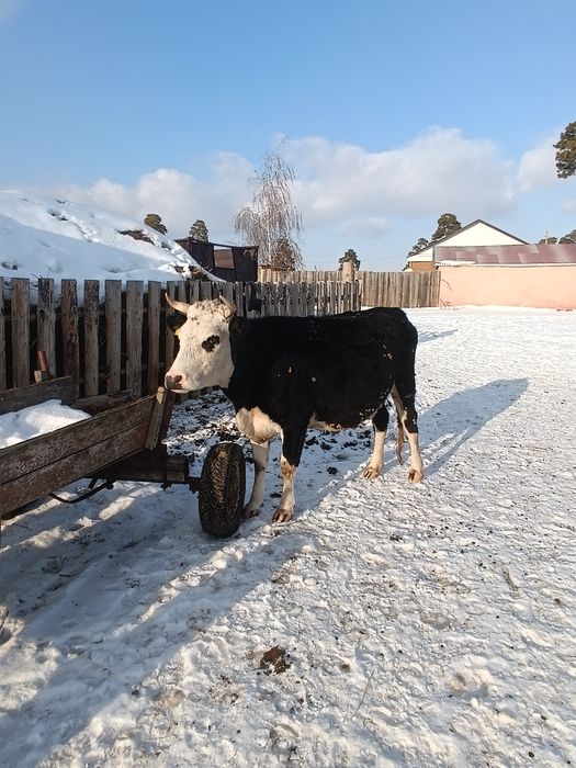 Сауынды сиыр сатам еки Туган