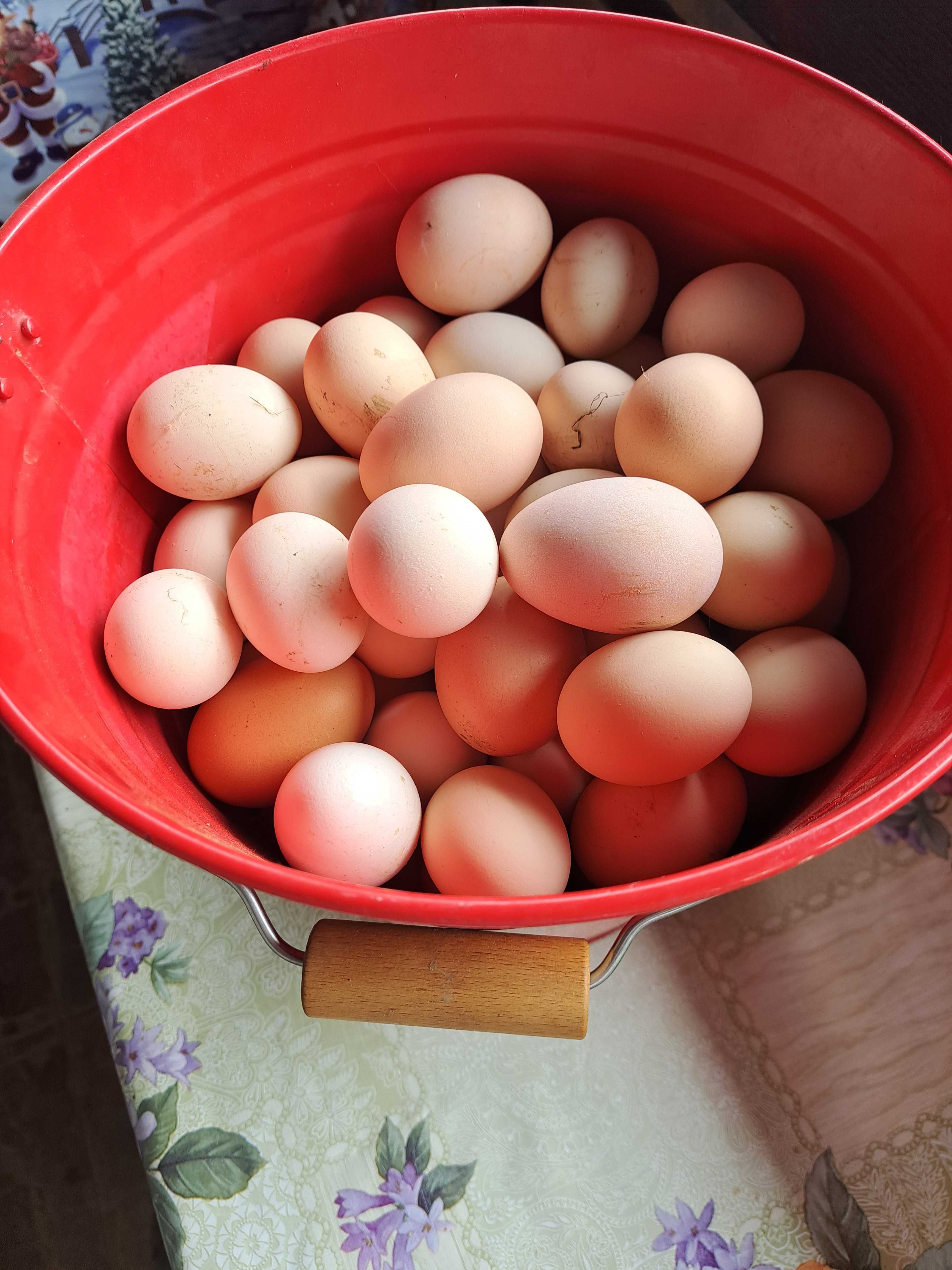 Ouă bio ,de la gaini crescute in gospodarie