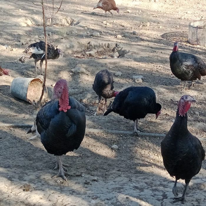 Гибрит үндік еркегі сатылады